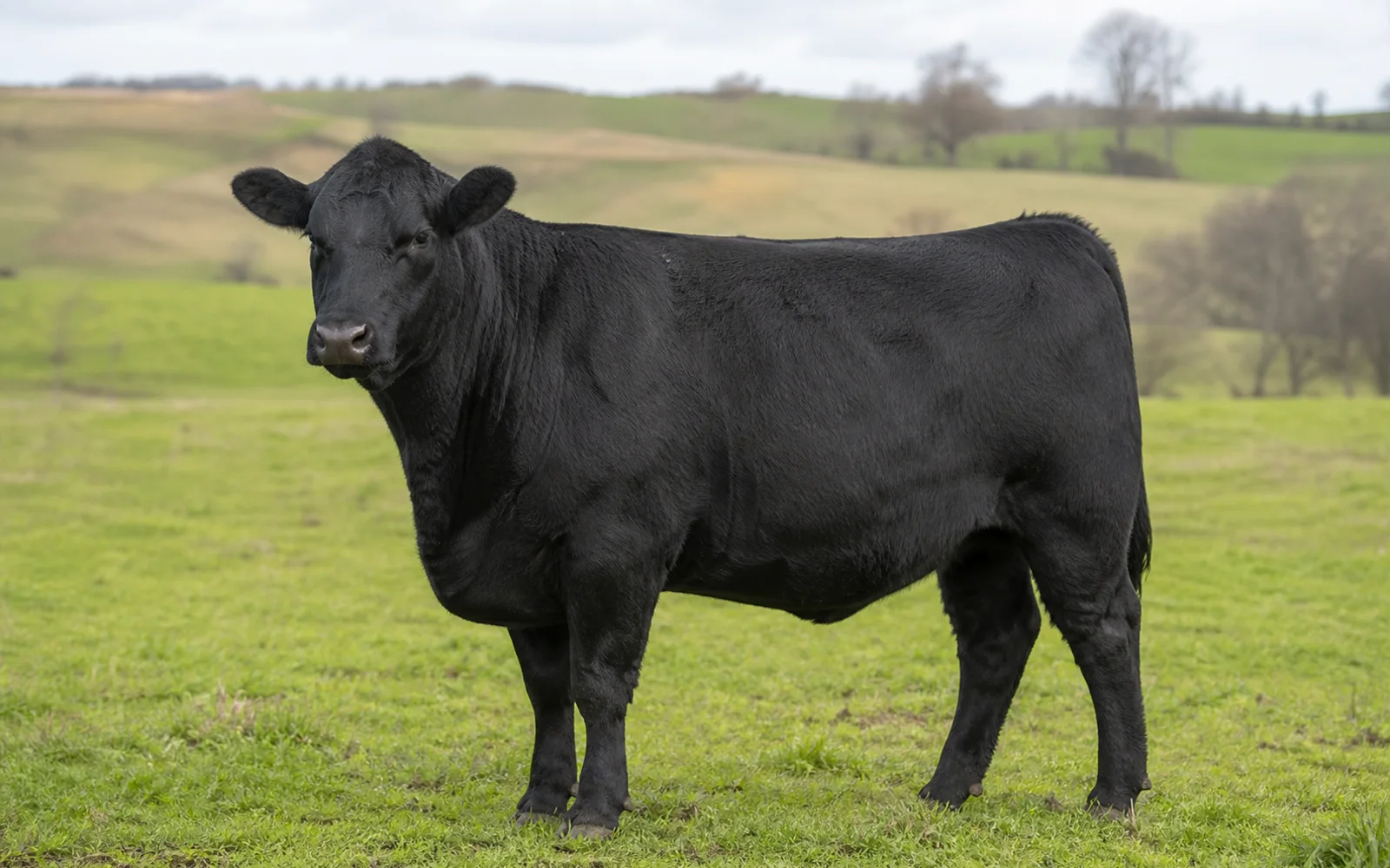Black Angus profile image