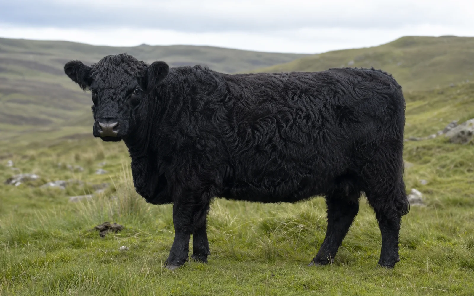 Galloway profile image