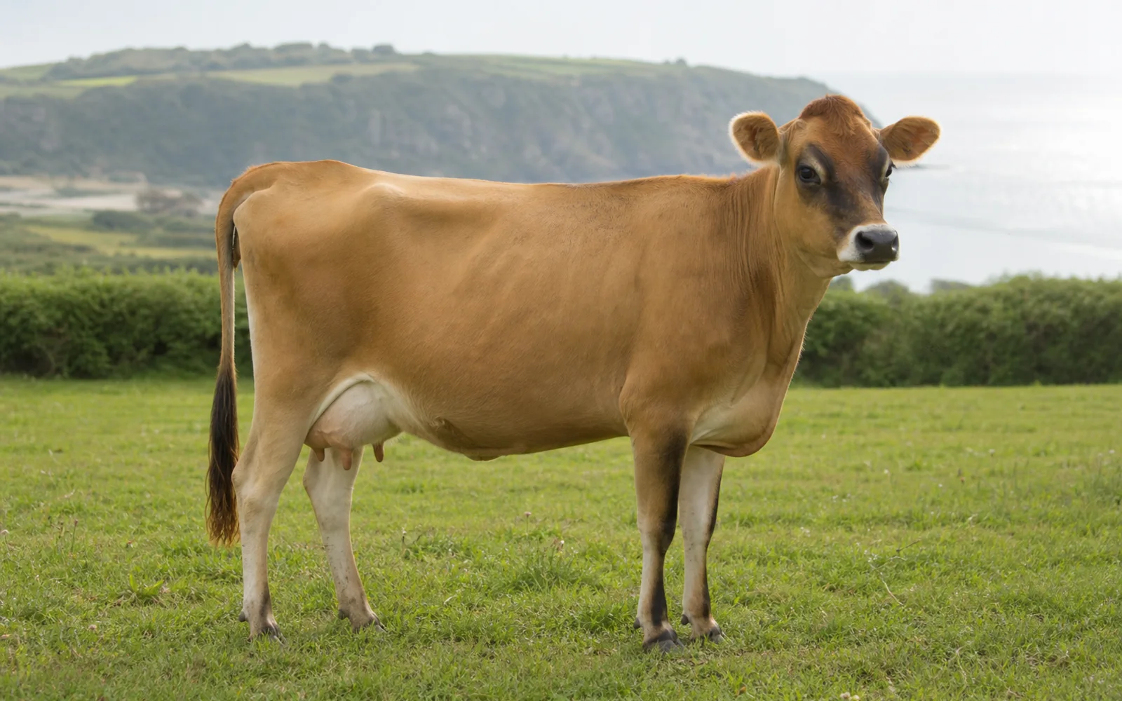 Jersey profile image