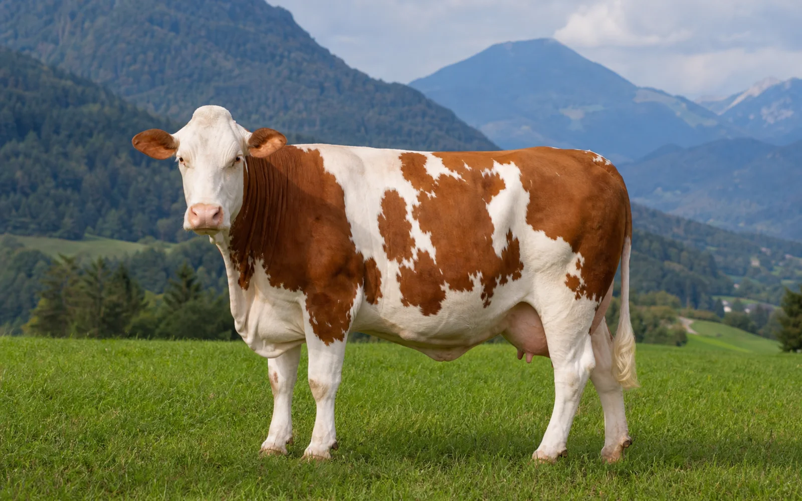 Pezzata Rossa profile image