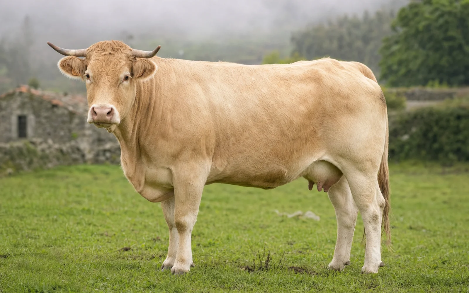 Rubia Gallega profile image
